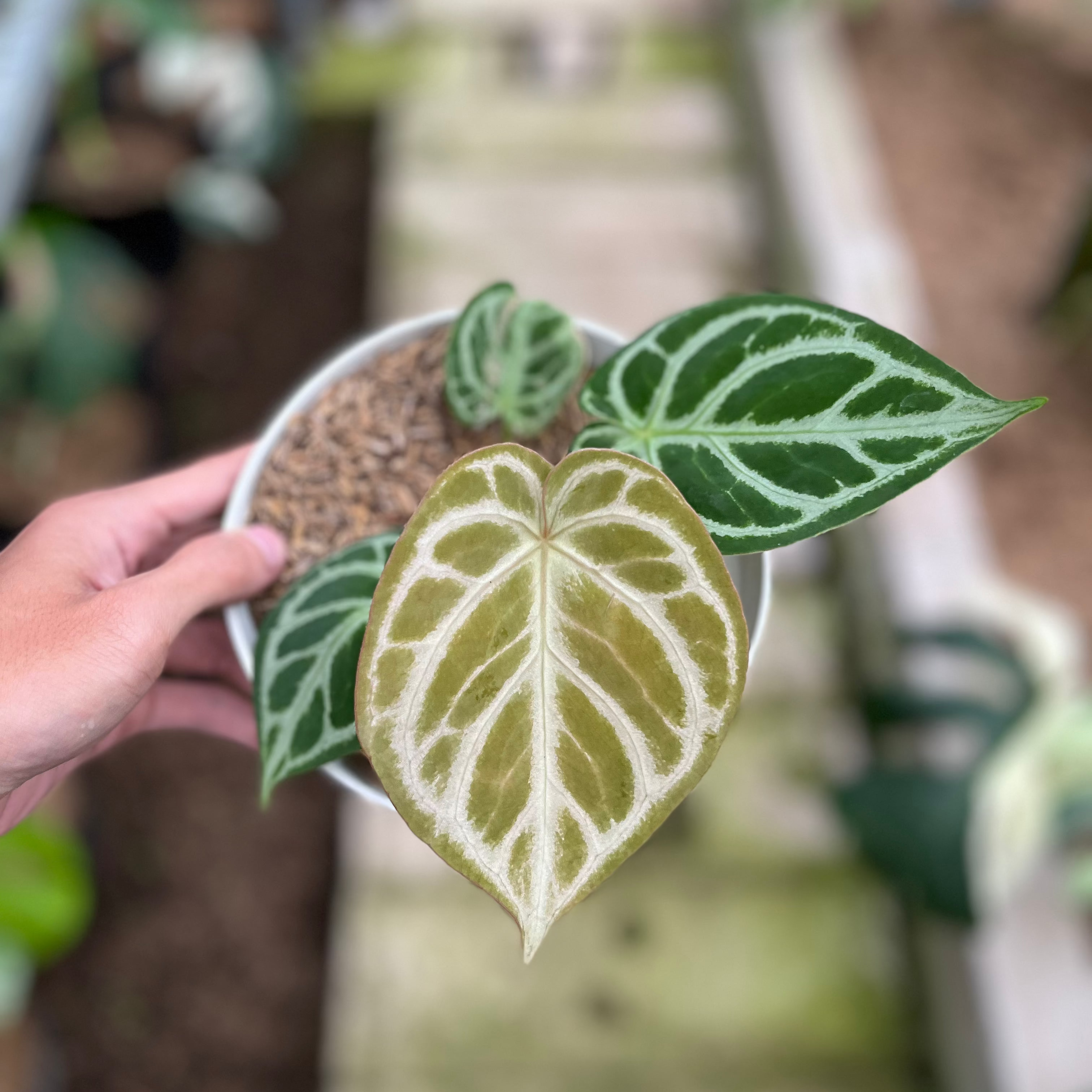 RP9-4 Anthurium Dorayaki Silver