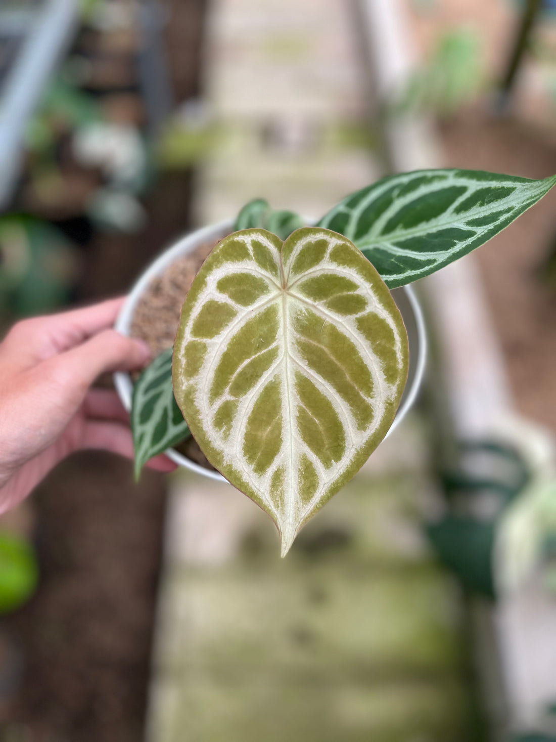 RP9-4 Anthurium Dorayaki Silver