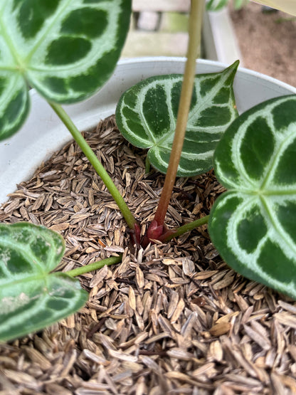 RP9-4 Anthurium Dorayaki Silver