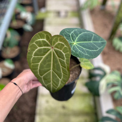 RP10-4 Anthurium Red Magnificum