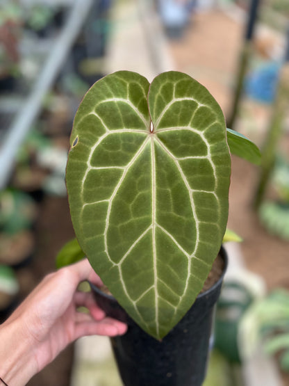 RP10-4 Anthurium Red Magnificum