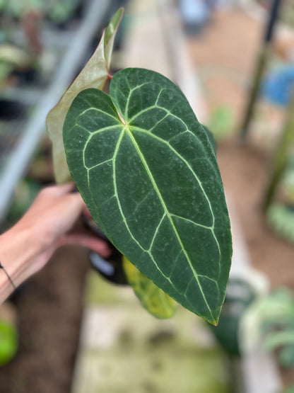 RP10-4 Anthurium Red Magnificum