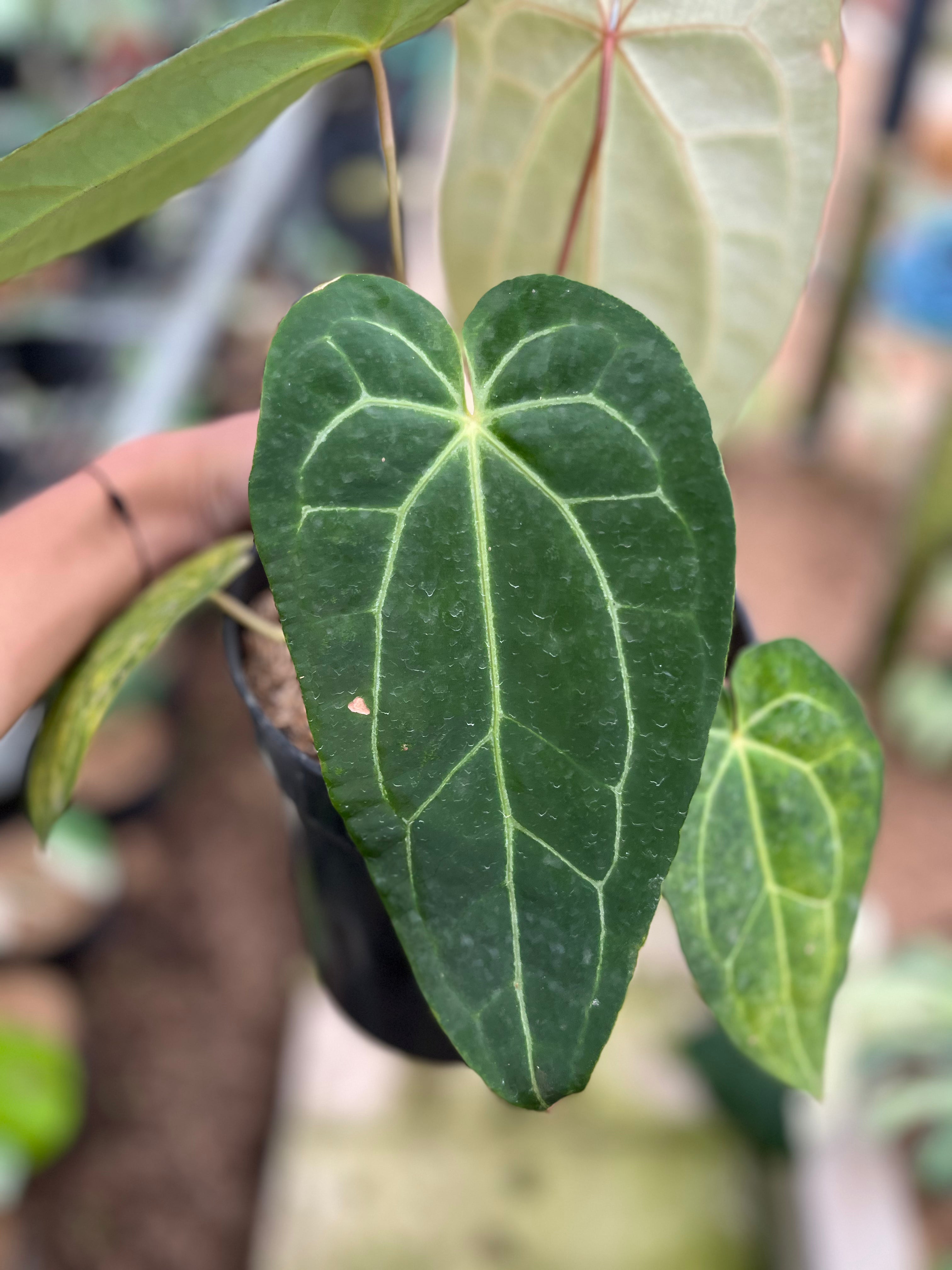 RP10-4 Anthurium Red Magnificum