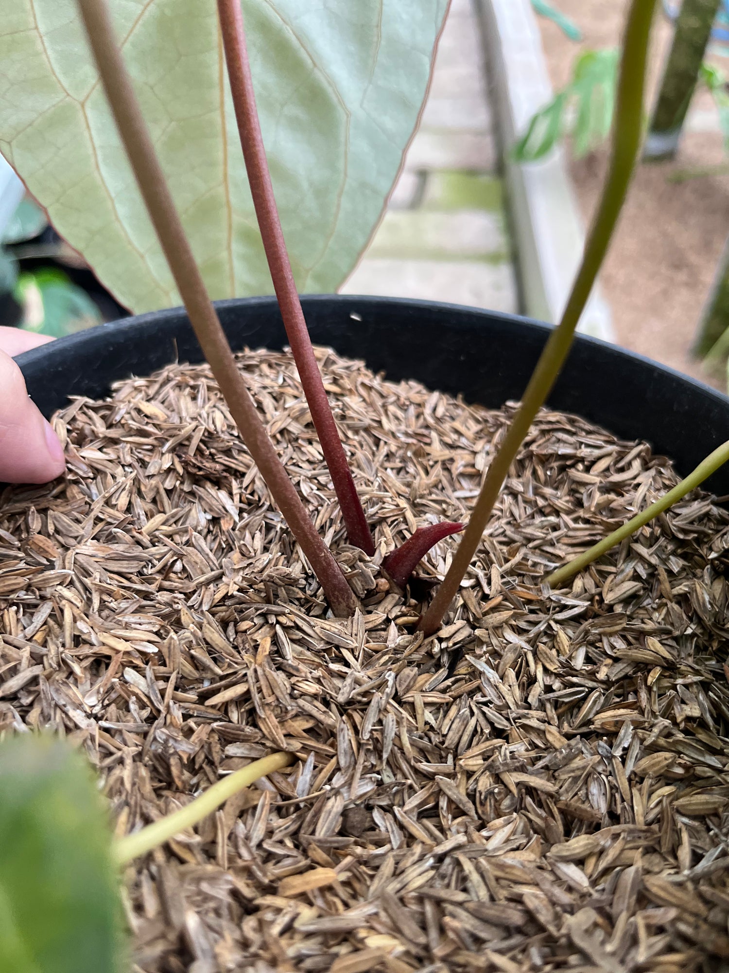 RP10-4 Anthurium Red Magnificum