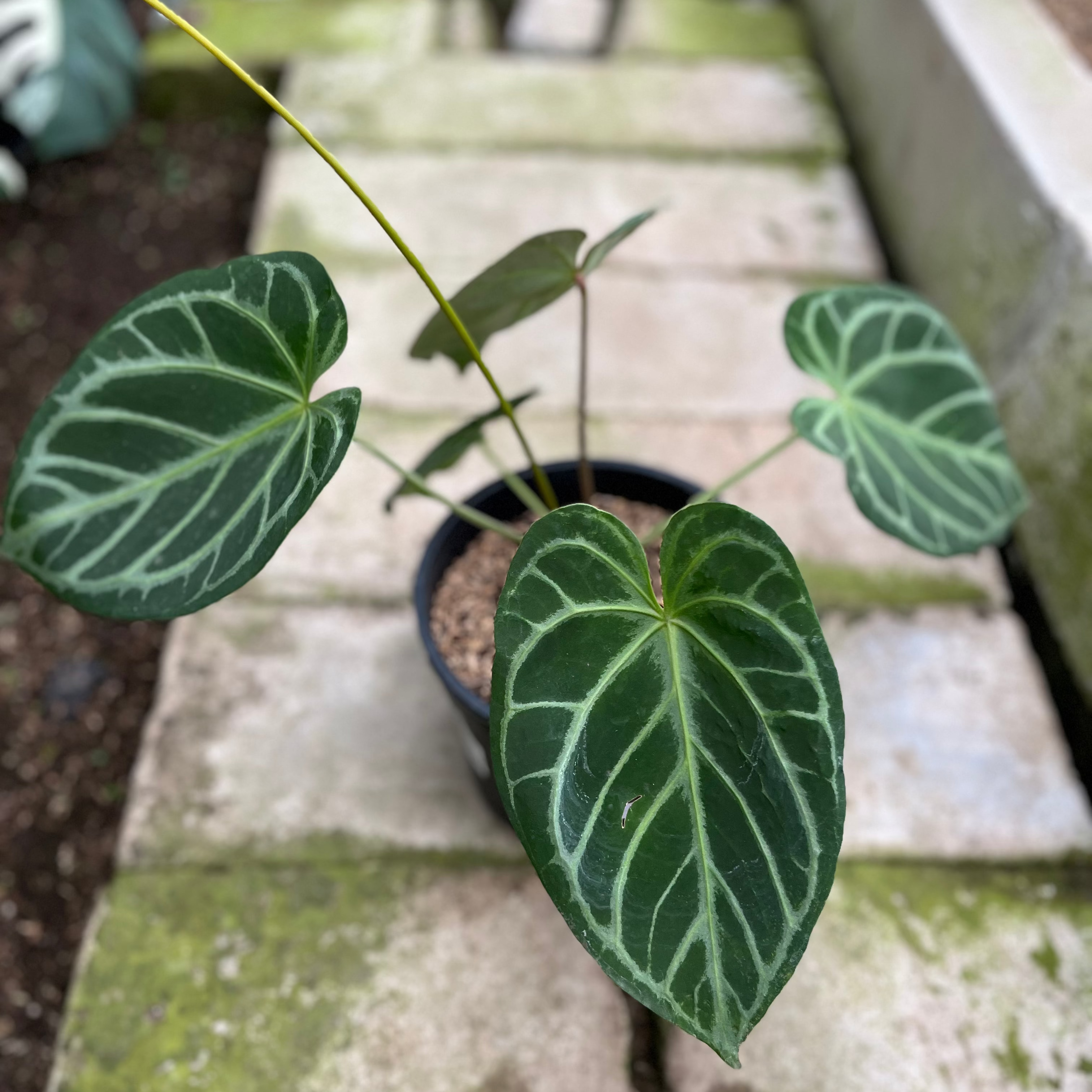 RP11-4 Anthurium Crystallinum Butterfly