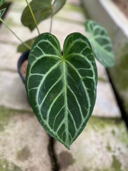 RP11-4 Anthurium Crystallinum Butterfly