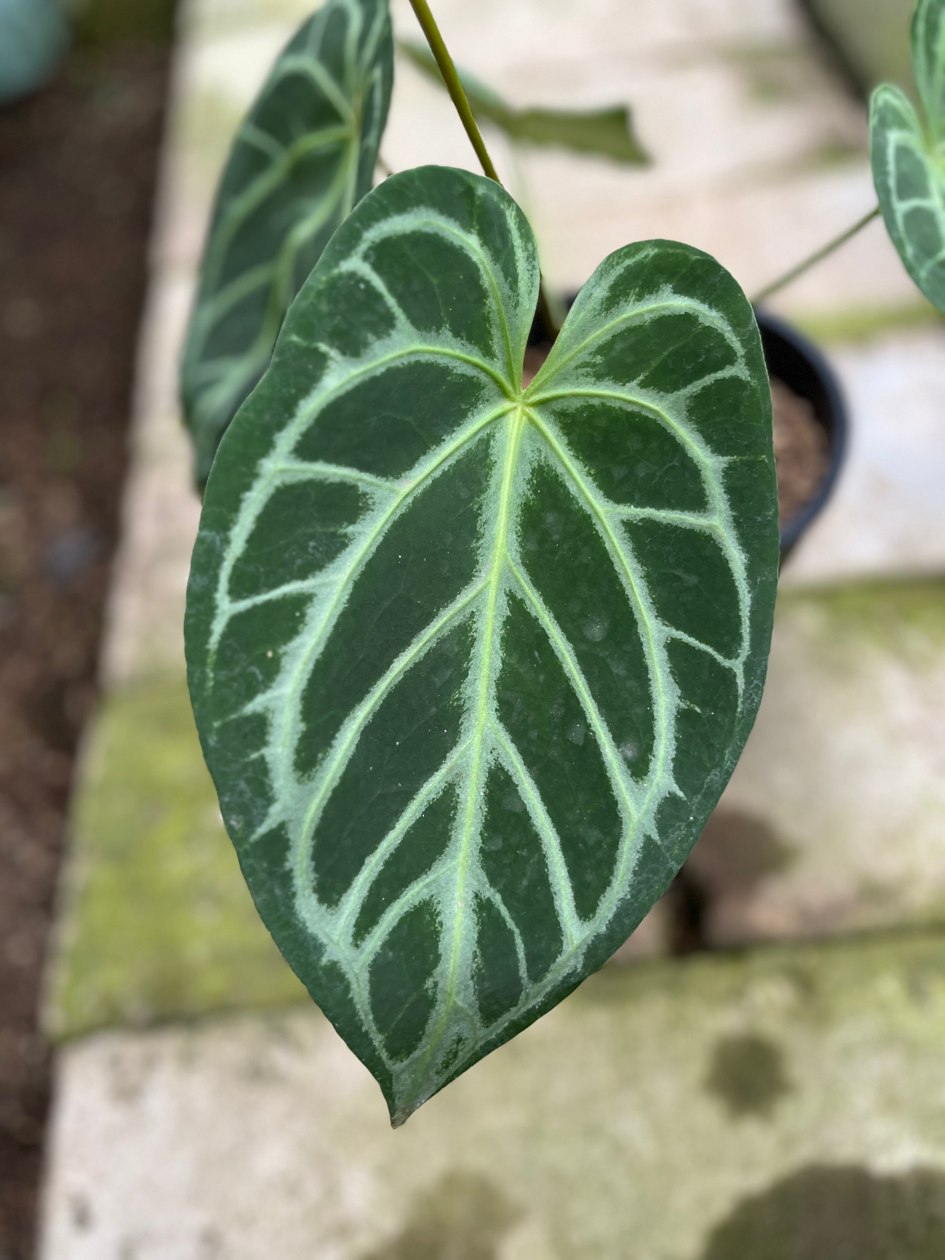 RP11-4 Anthurium Crystallinum Butterfly