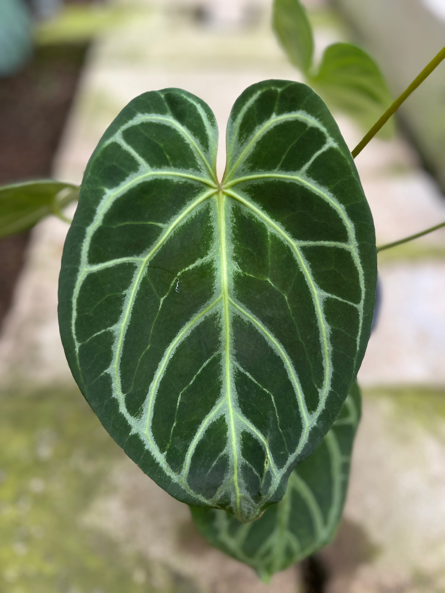 RP11-4 Anthurium Crystallinum Butterfly