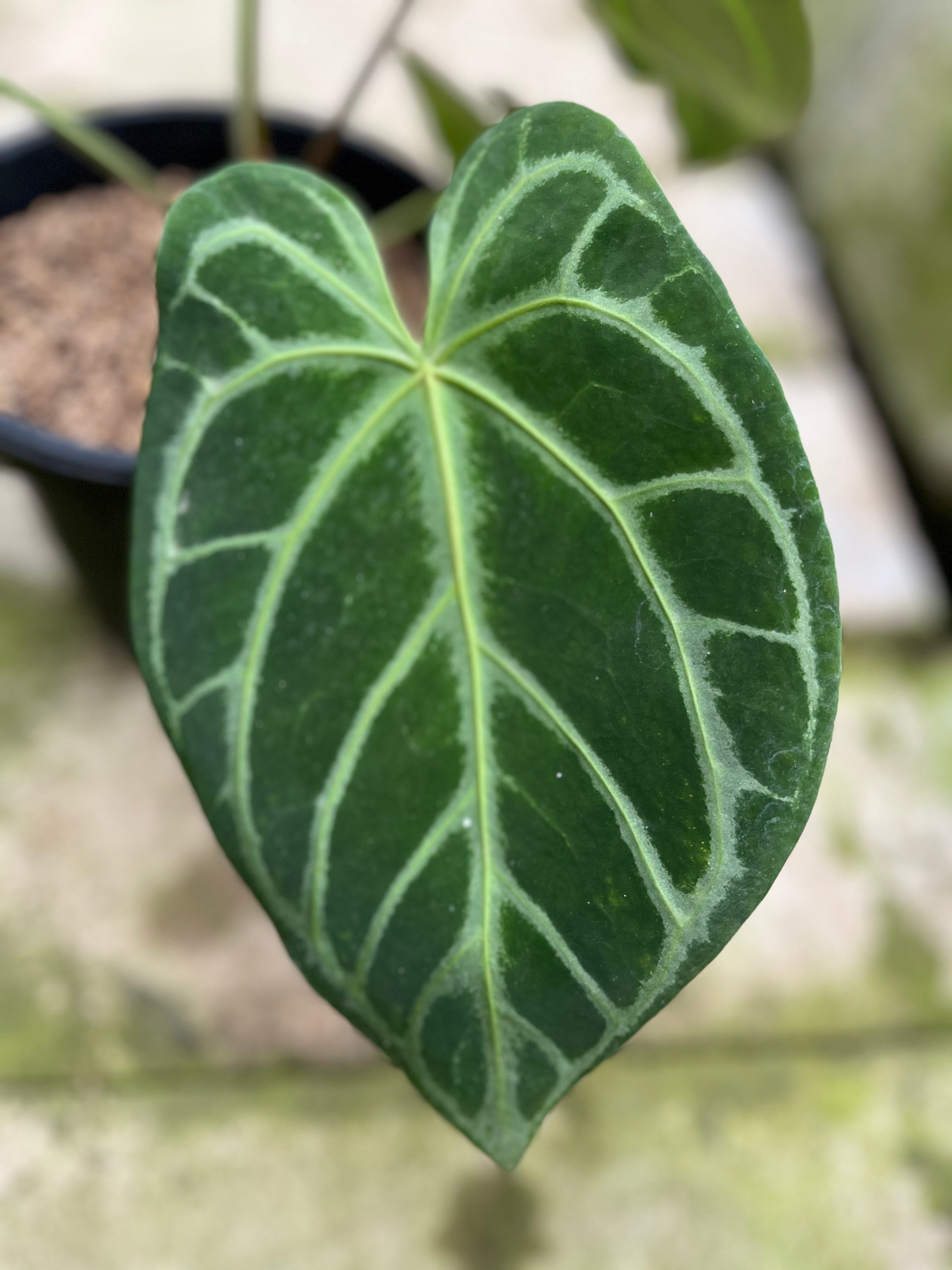 RP11-4 Anthurium Crystallinum Butterfly