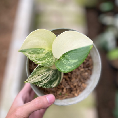 RP12-4 Scindapsus Moonlight