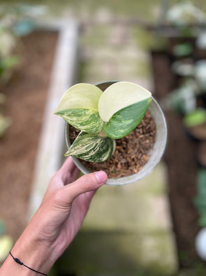 RP12-4 Scindapsus Moonlight