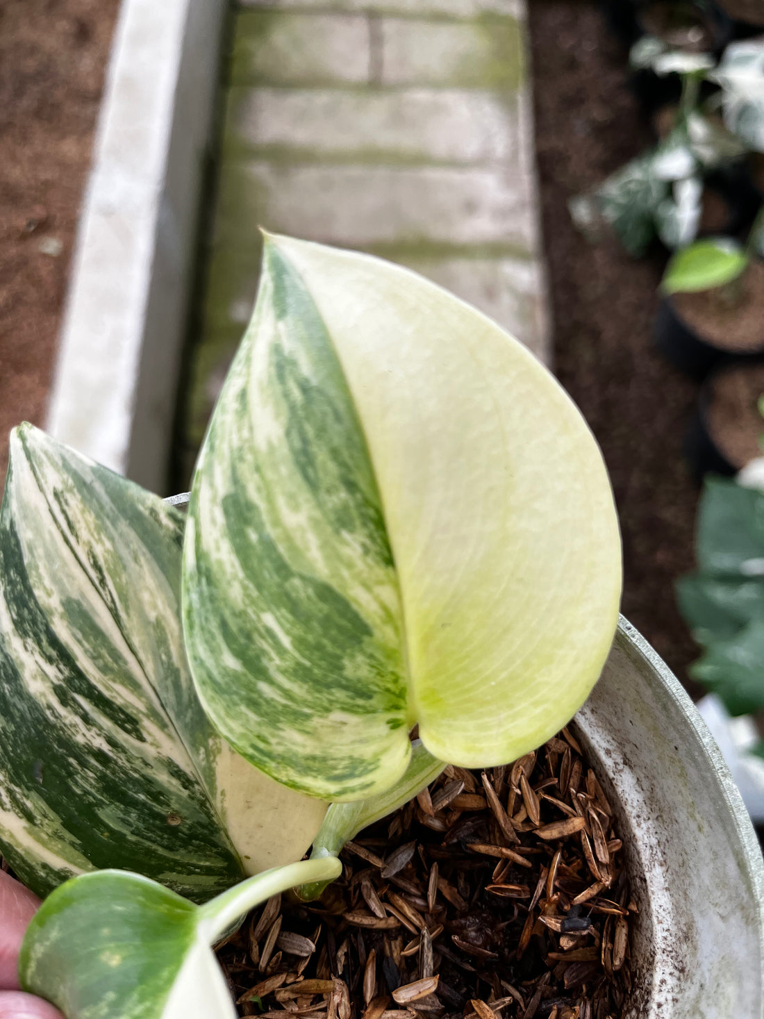 RP12-4 Scindapsus Moonlight