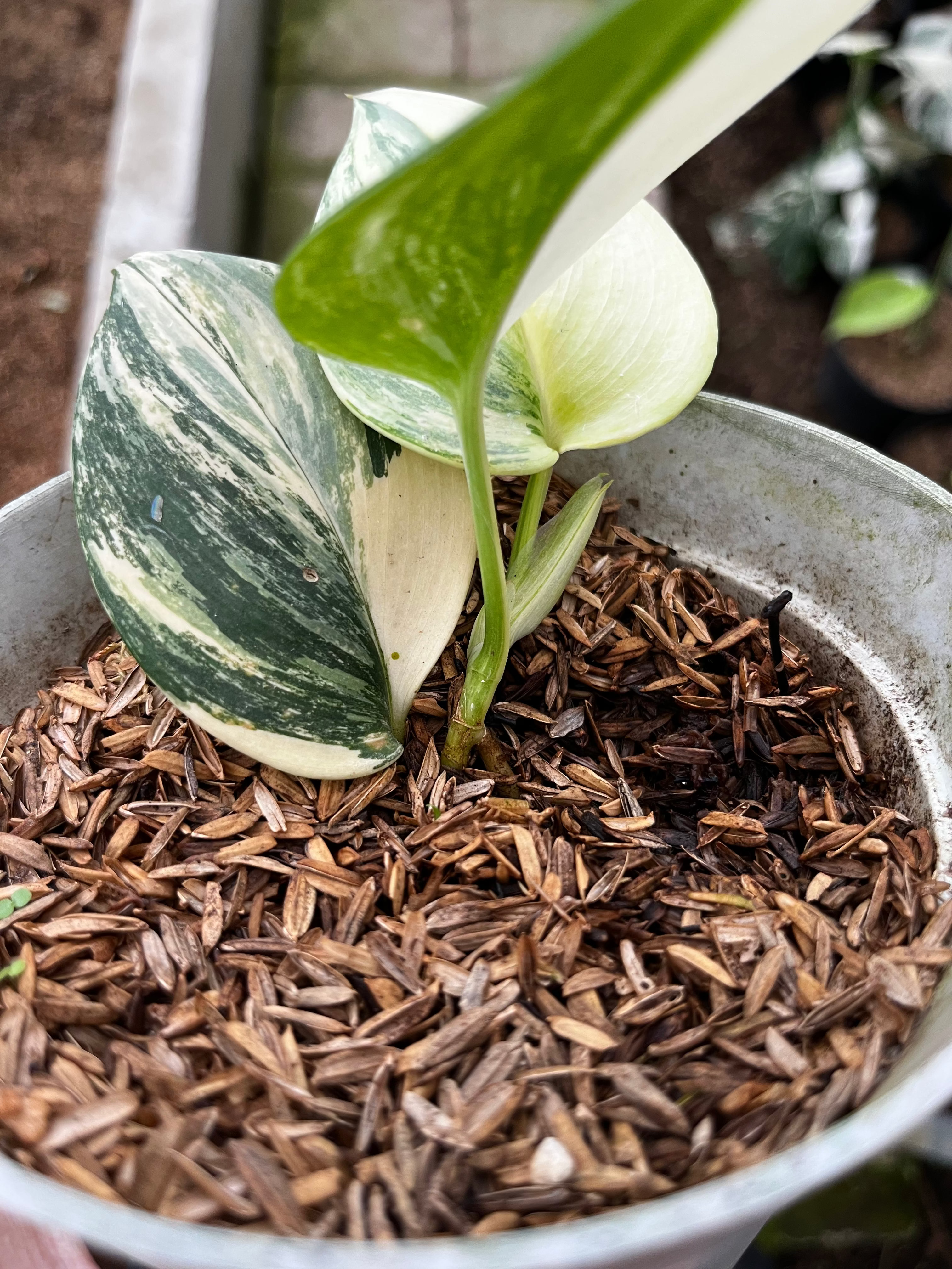 RP12-4 Scindapsus Moonlight