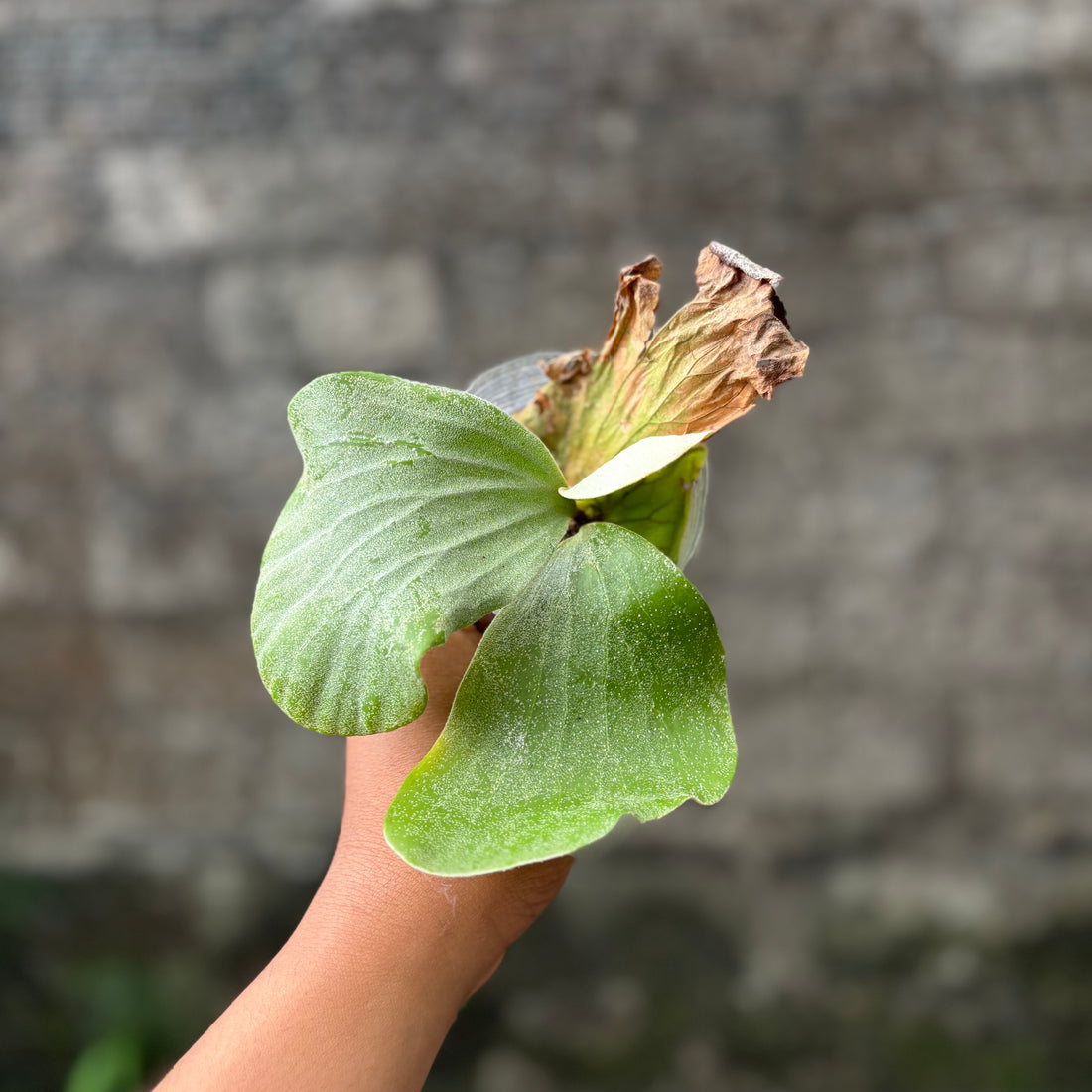 Platycerium Elephantotis