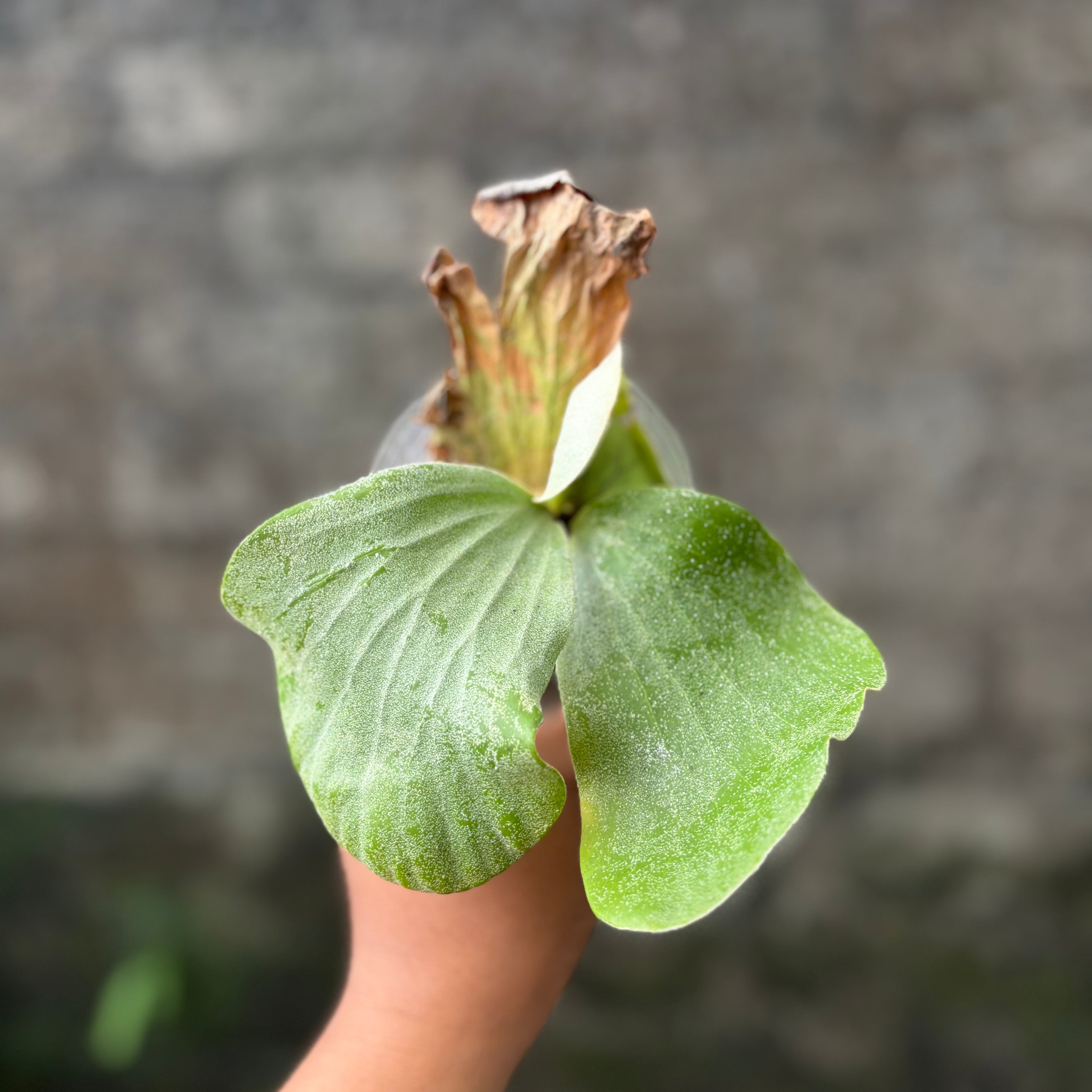 Platycerium Elephantotis