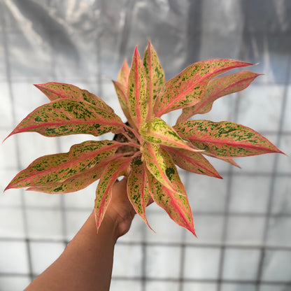 Aglaonema Prosperity