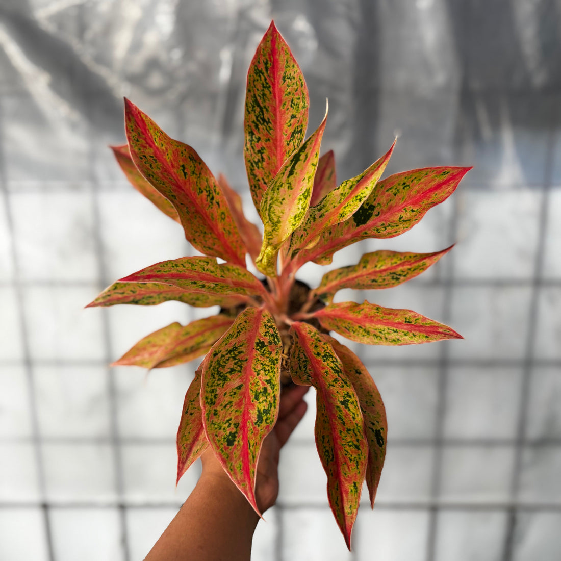 Aglaonema Prosperity