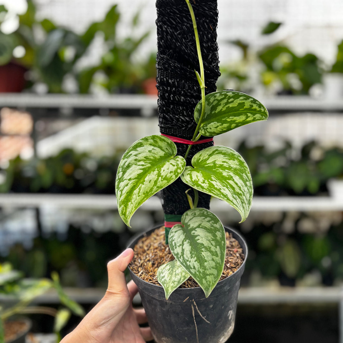 RP01-8 Scindapsus Exotica