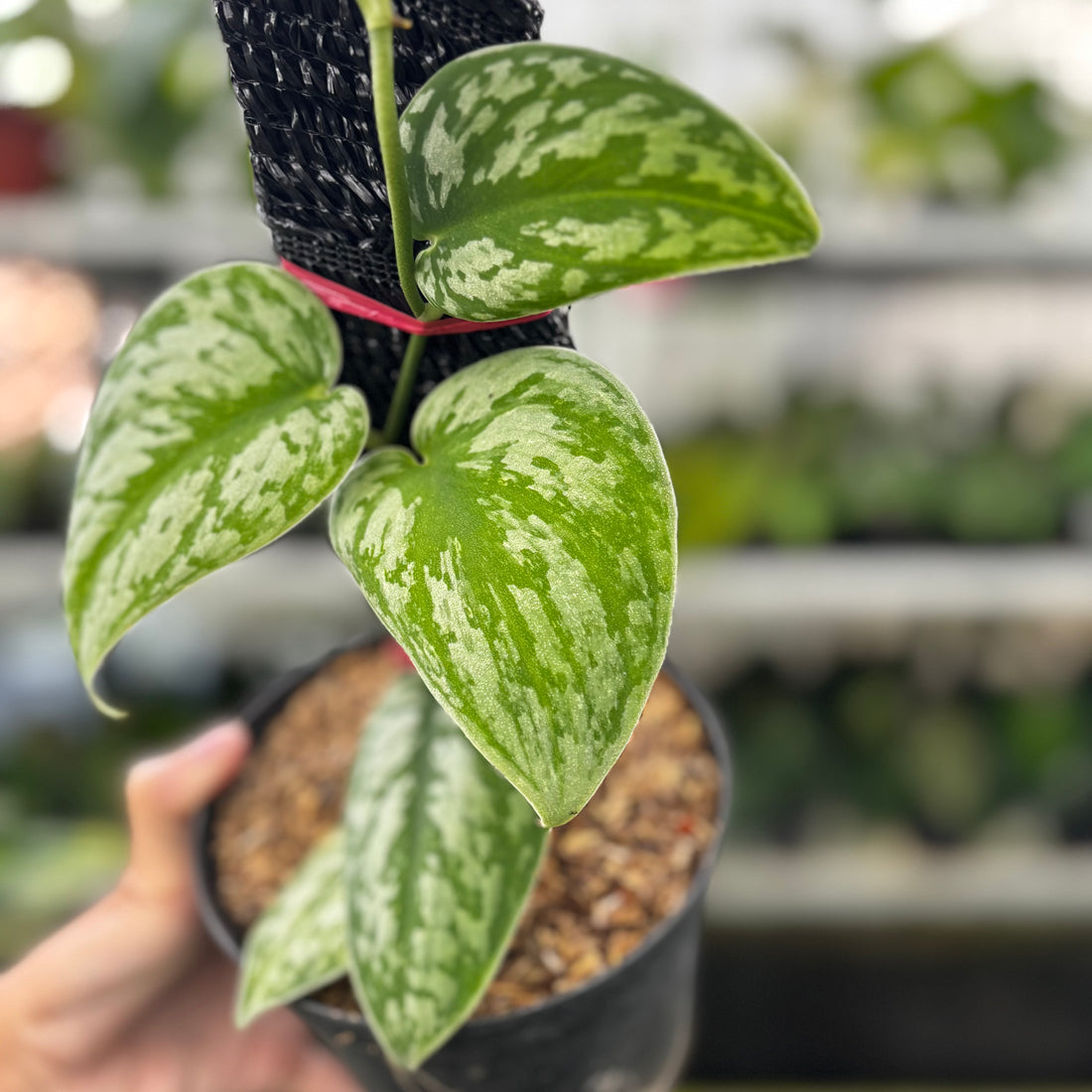 RP01-8 Scindapsus Exotica