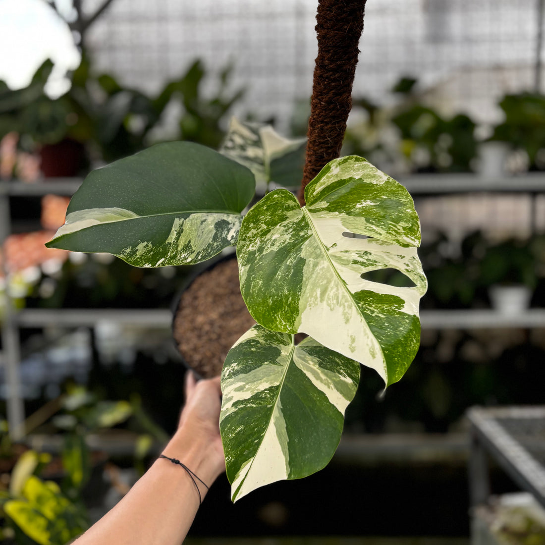 RP02-8 Monstera Albo Variegated