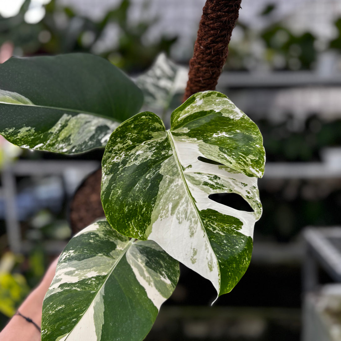 RP02-8 Monstera Albo Variegated
