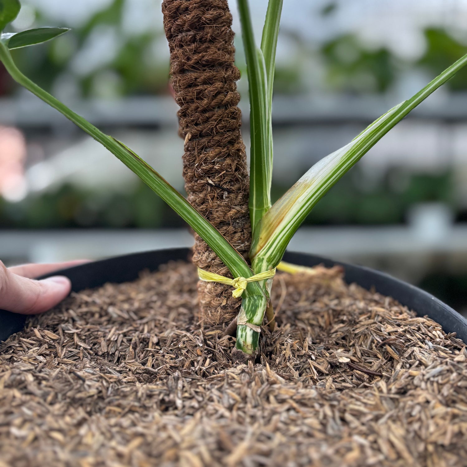 RP02-8 Monstera Albo Variegated