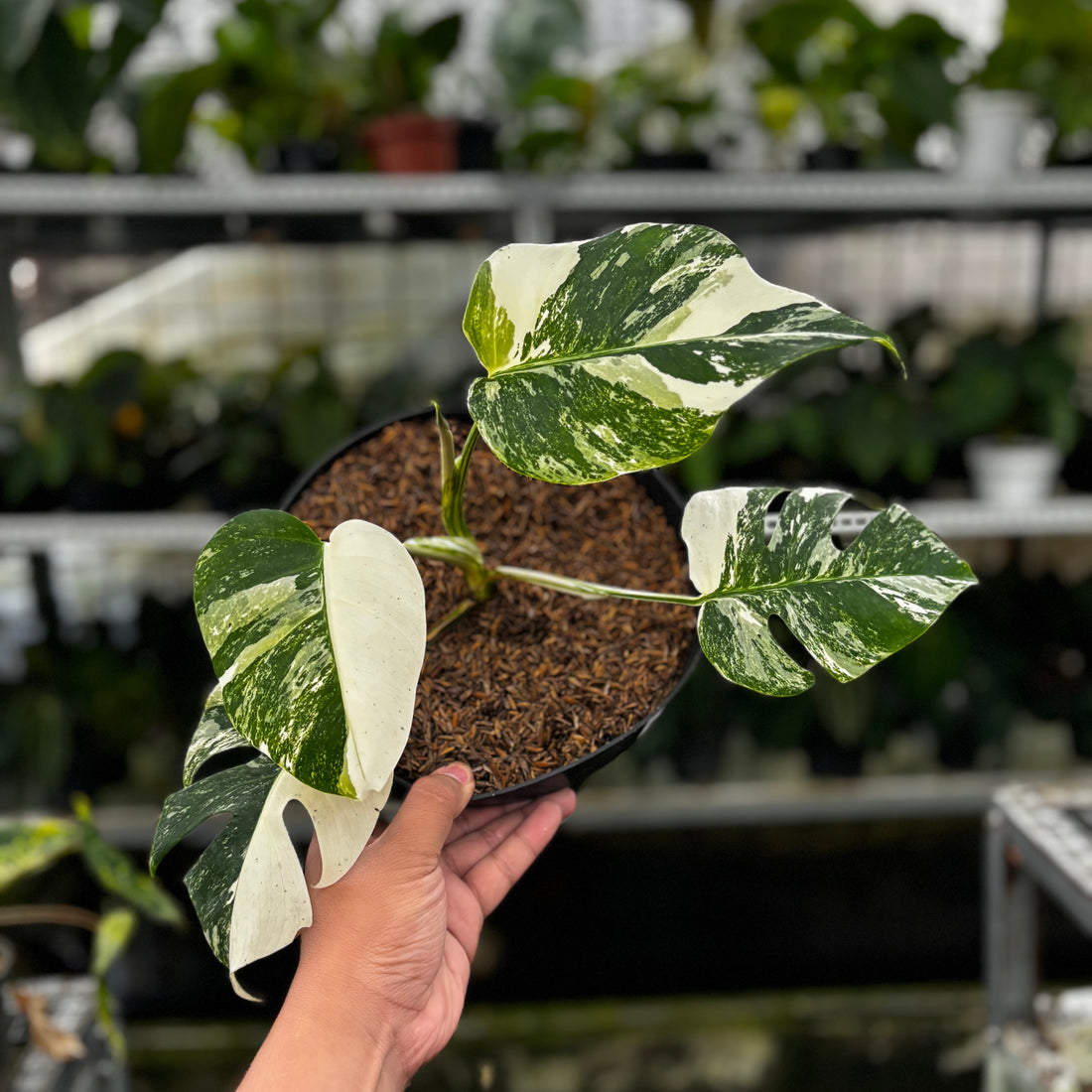 RP03-8 Monstera Albo Variegated