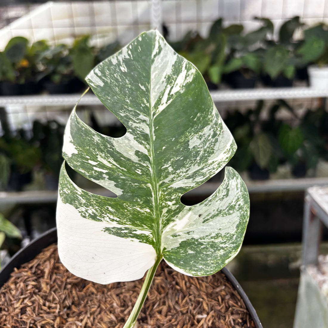 RP03-8 Monstera Albo Variegated