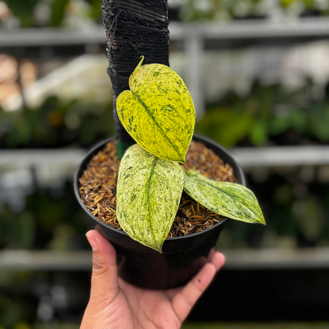 RP04-8 Scindapsus Cream Blue