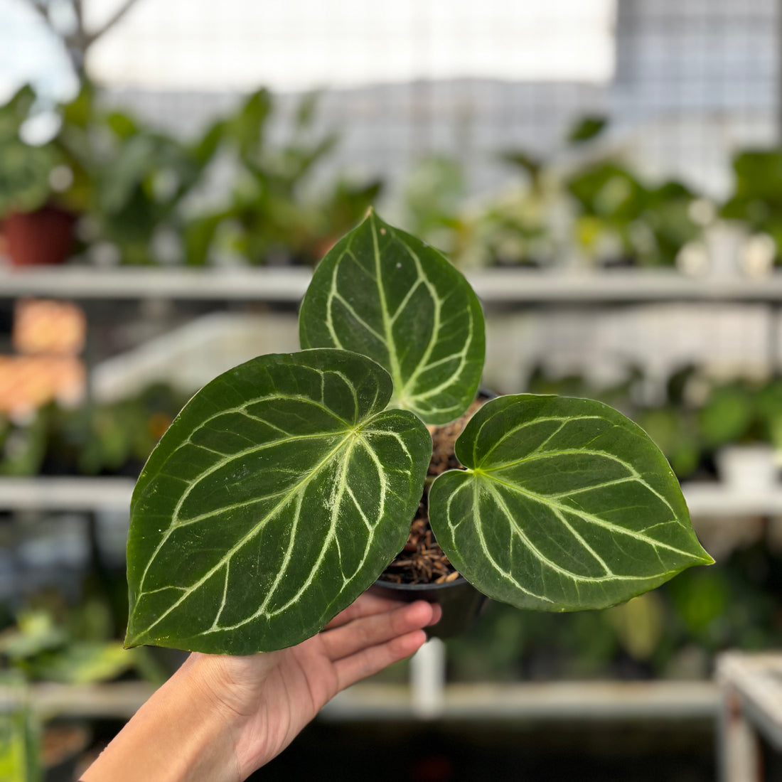 RP05-8 Anthurium HU