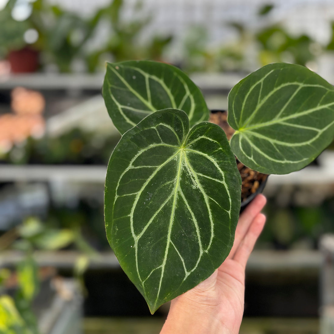 RP05-8 Anthurium HU