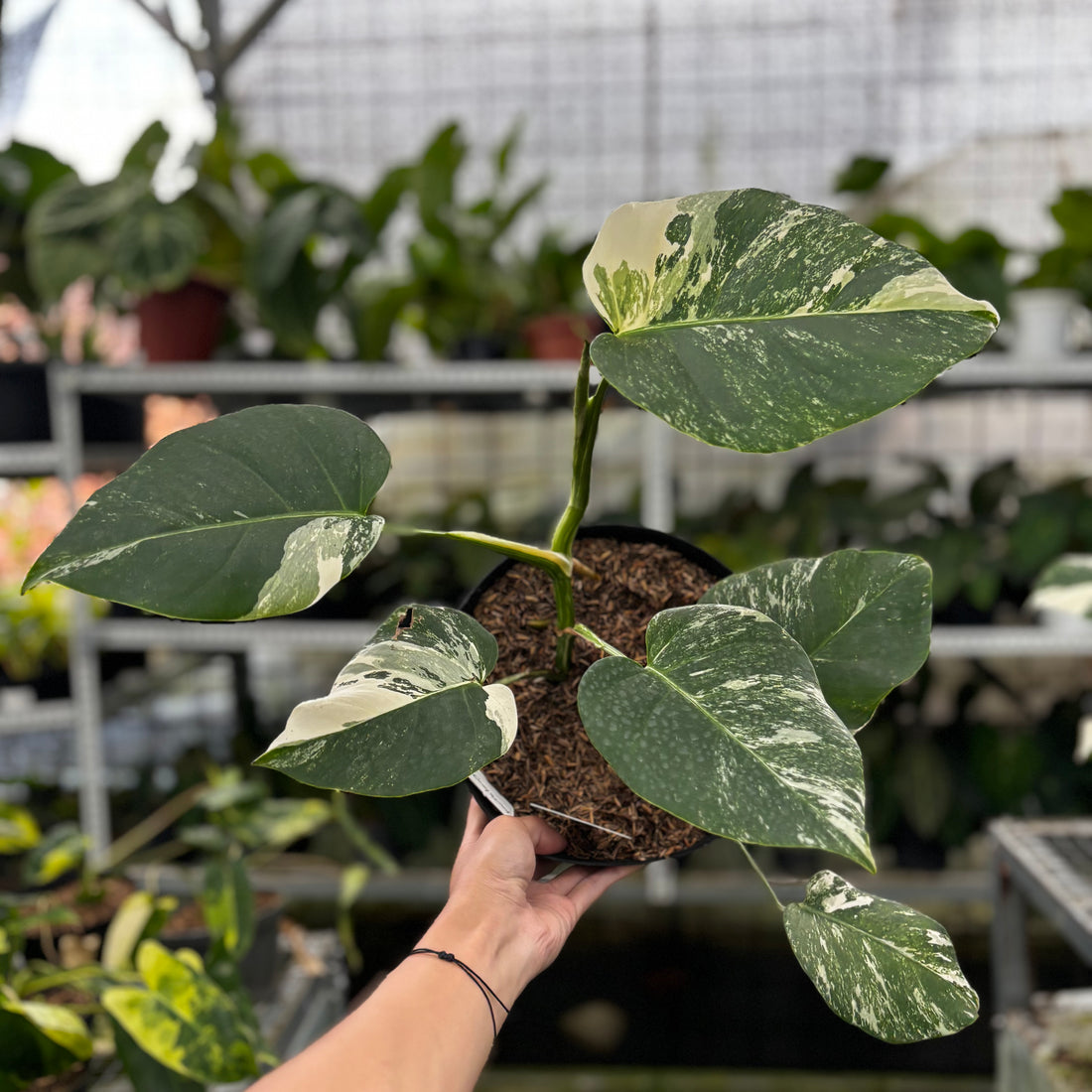 RP06-8 Monstera Albo Variegated