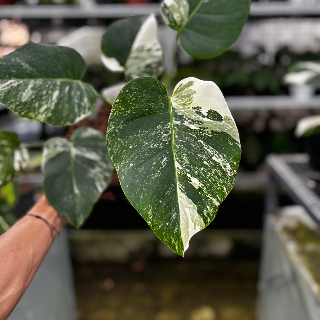 RP06-8 Monstera Albo Variegated