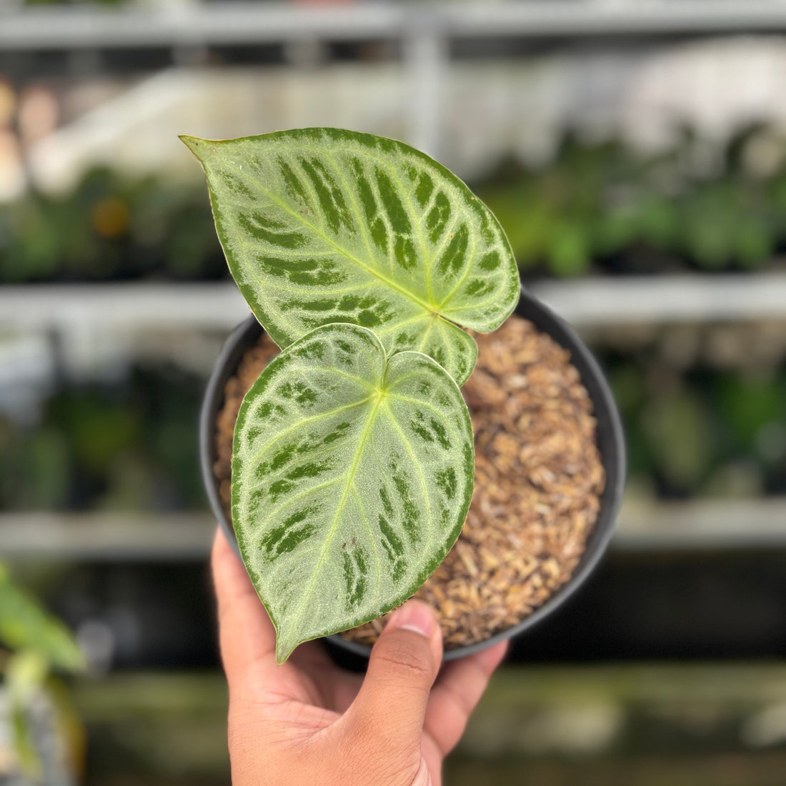 RP07-8 Anthurium Silver Chrome
