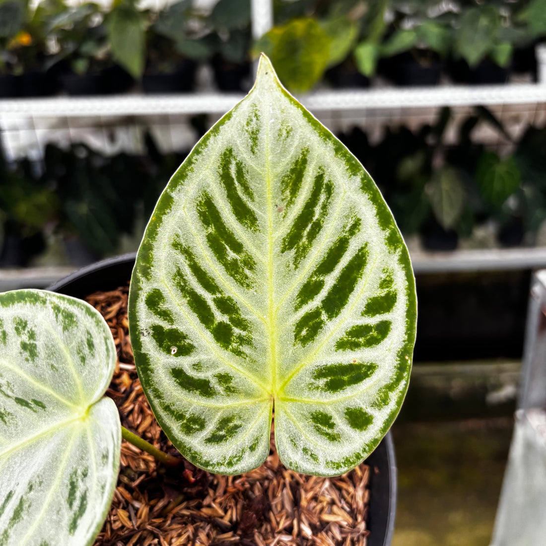 RP07-8 Anthurium Silver Chrome