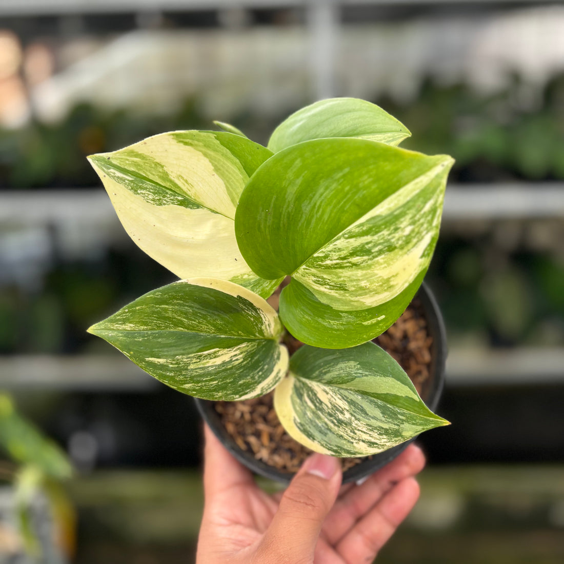 RP08-8 Scindapsus Moonlight Yellow