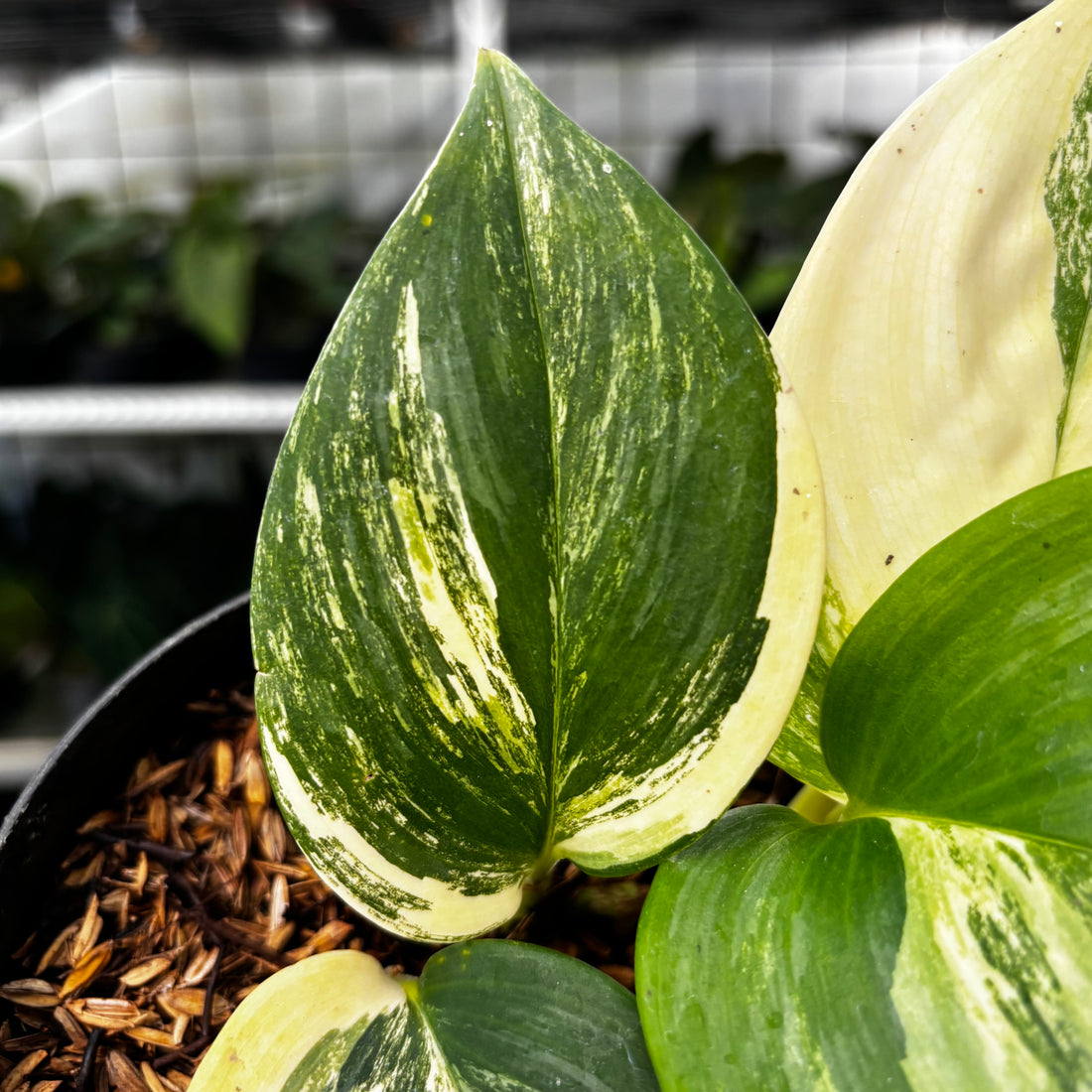 RP08-8 Scindapsus Moonlight Yellow