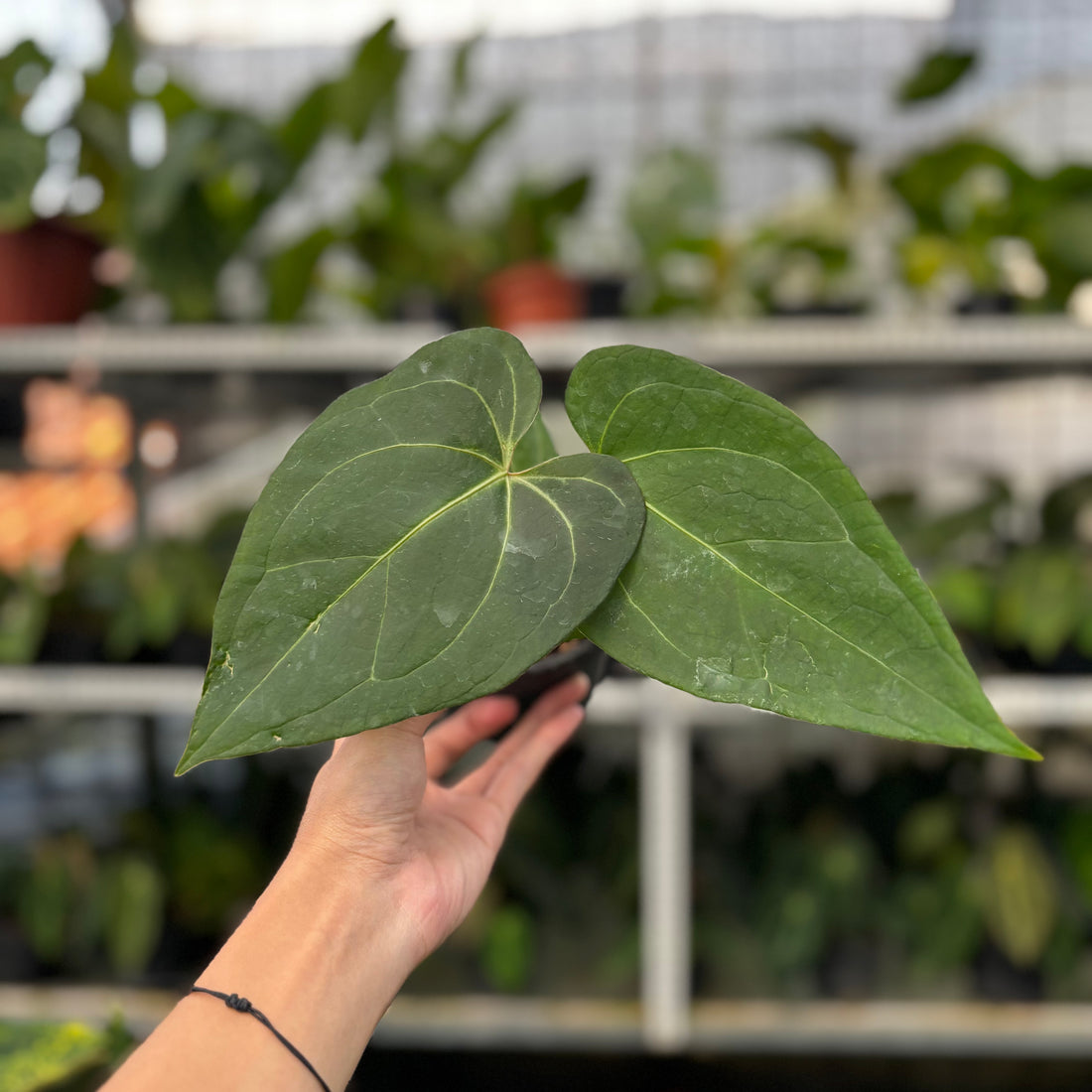 RP09-8 Anthurium Papillilaminum x Portilae