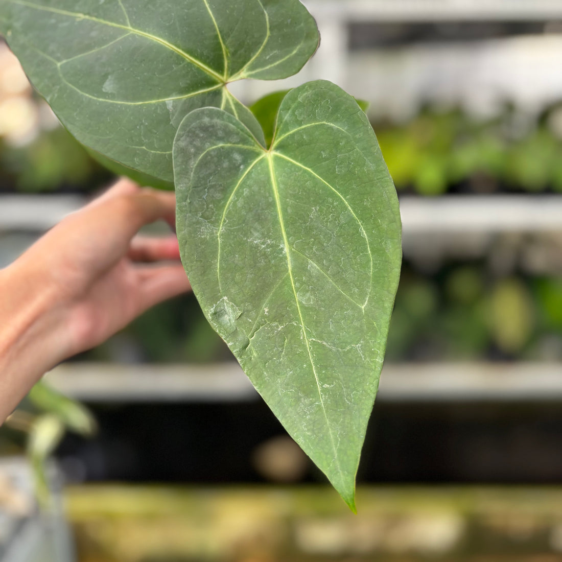 RP09-8 Anthurium Papillilaminum x Portilae