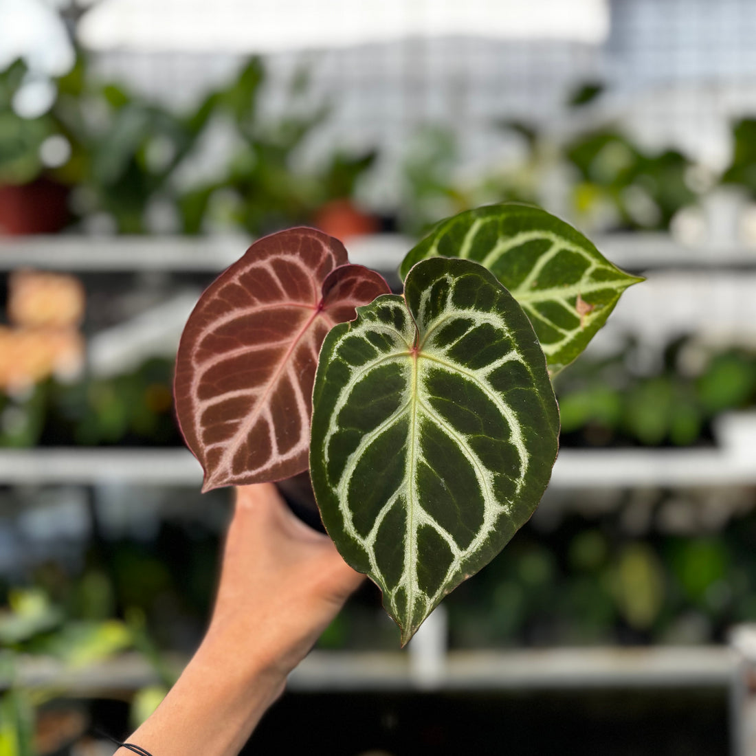 RP10-8 Anthurium Red Crystalinum Hybrid