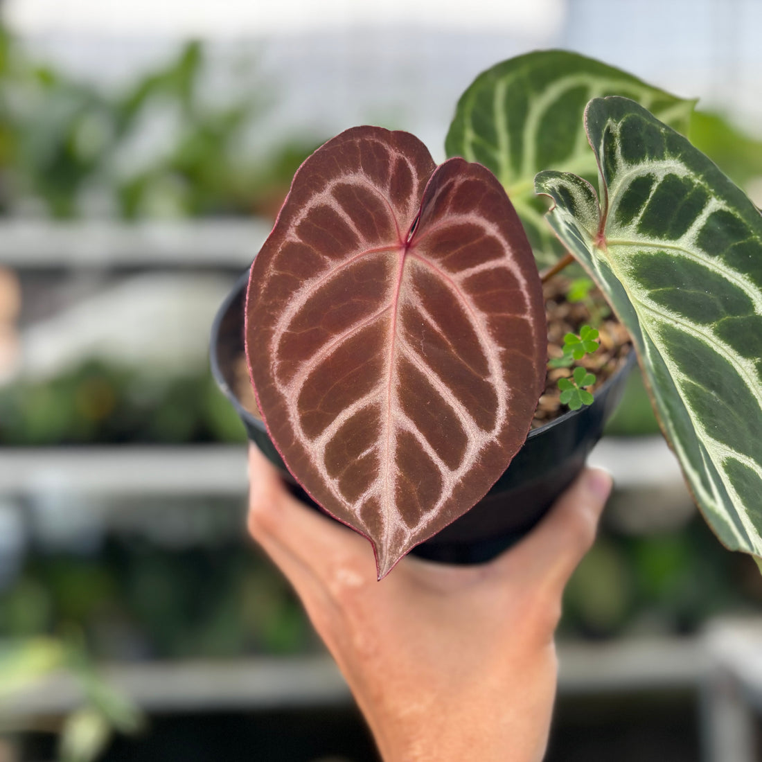 RP10-8 Anthurium Red Crystalinum Hybrid