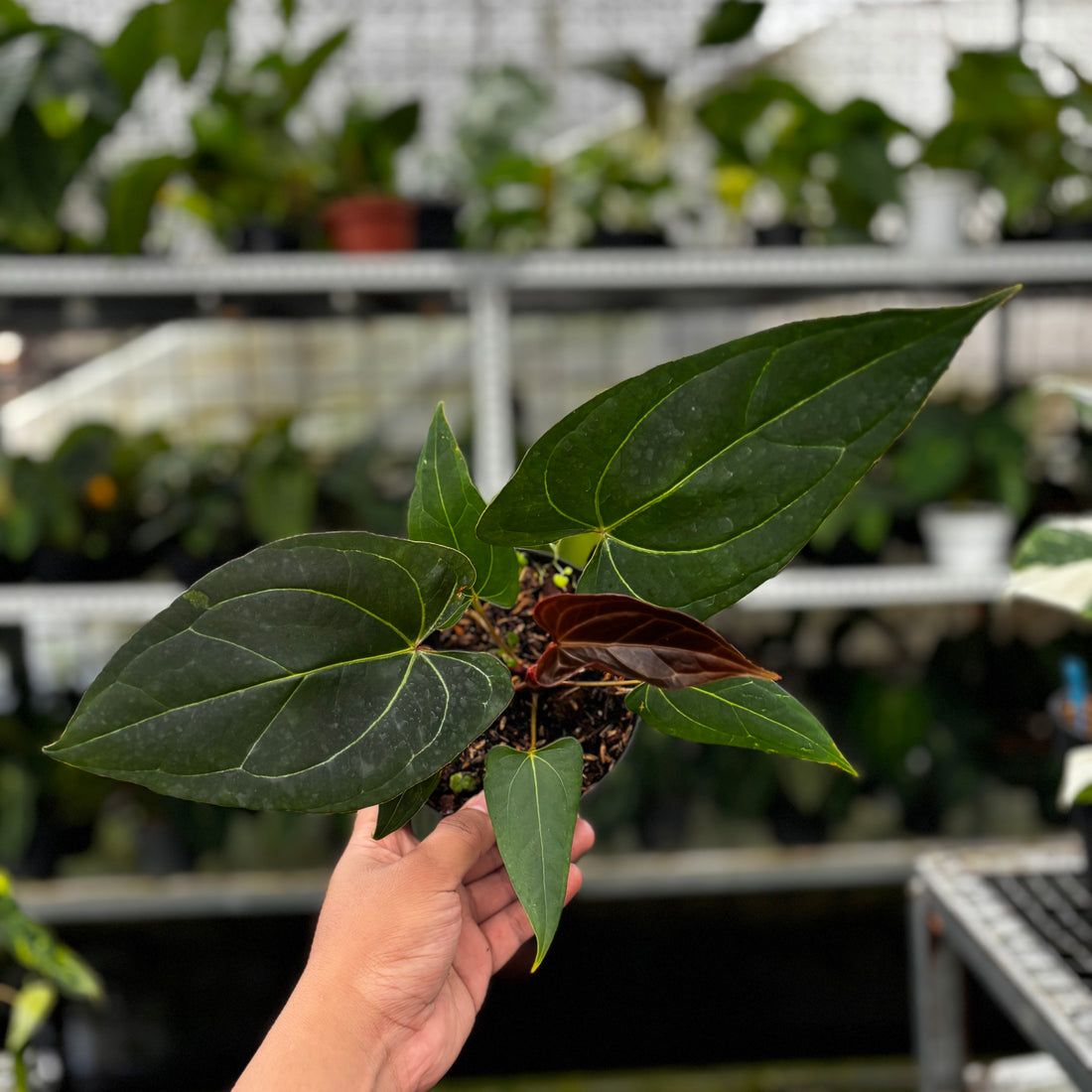 RP11-8 Anthurium Papillilaminum x Portilae