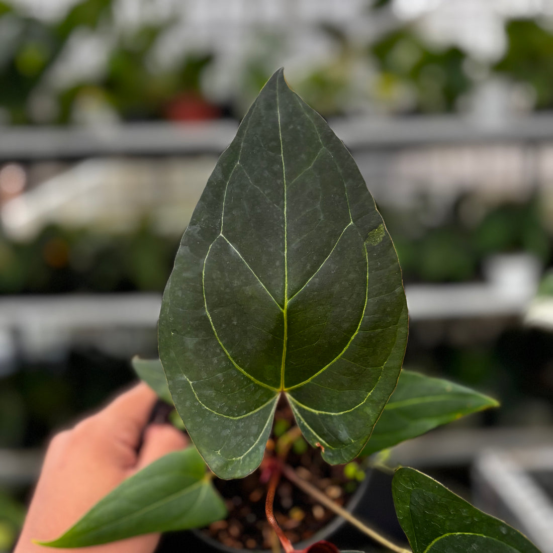 RP11-8 Anthurium Papillilaminum x Portilae