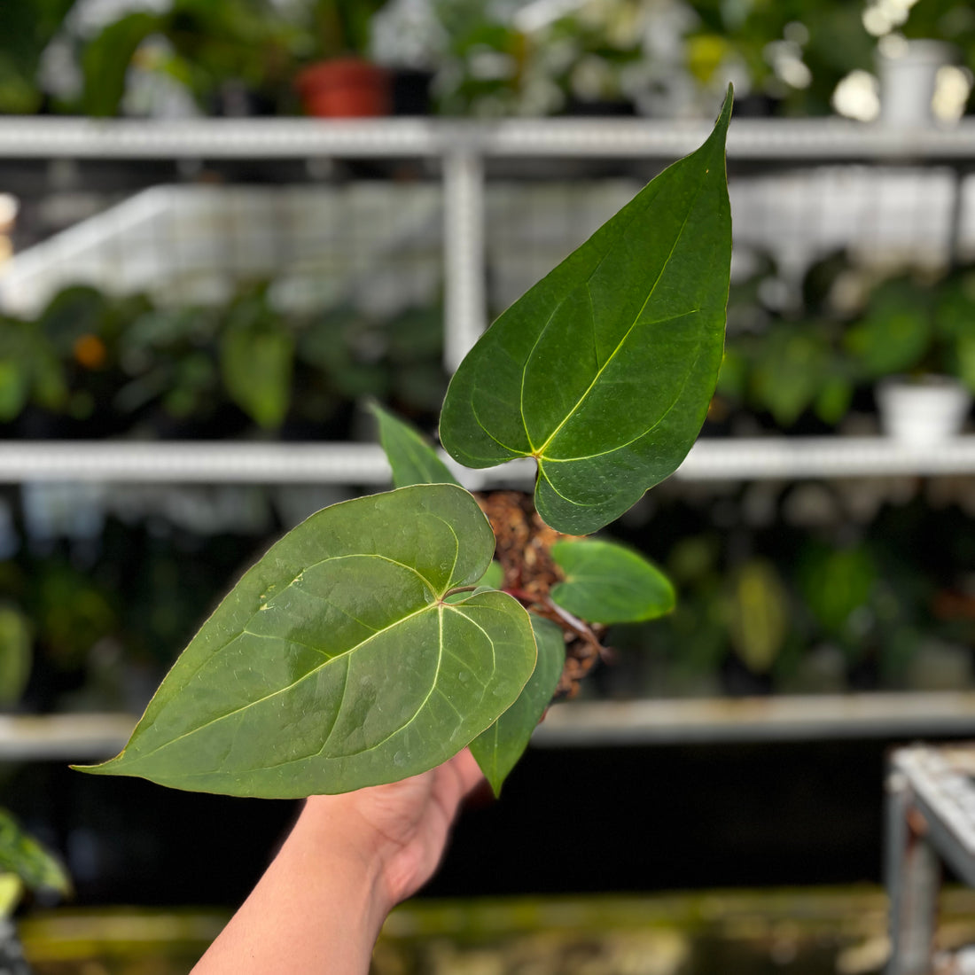 RP12-8 Anthurium Papillilaminum x Portilae