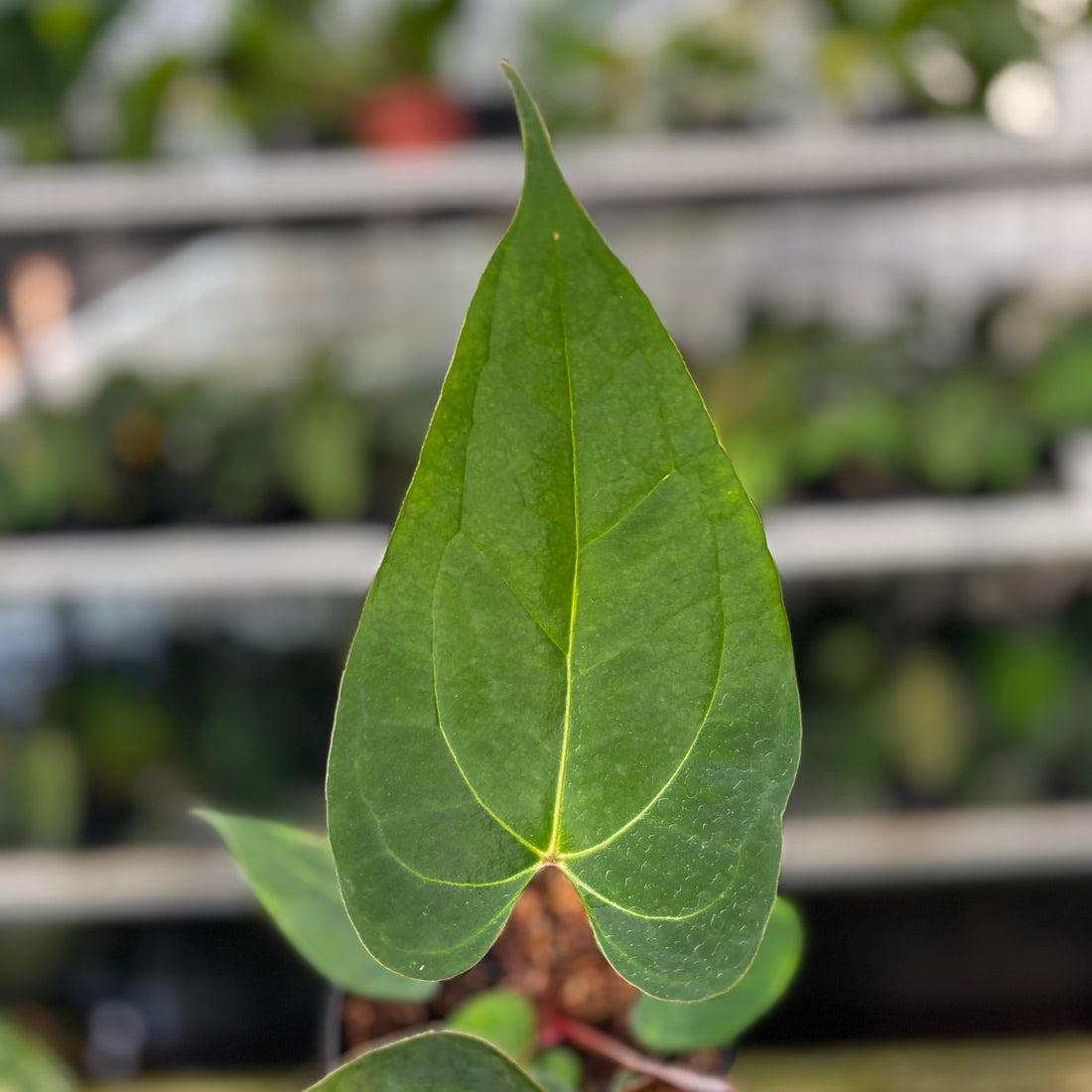 RP12-8 Anthurium Papillilaminum x Portilae