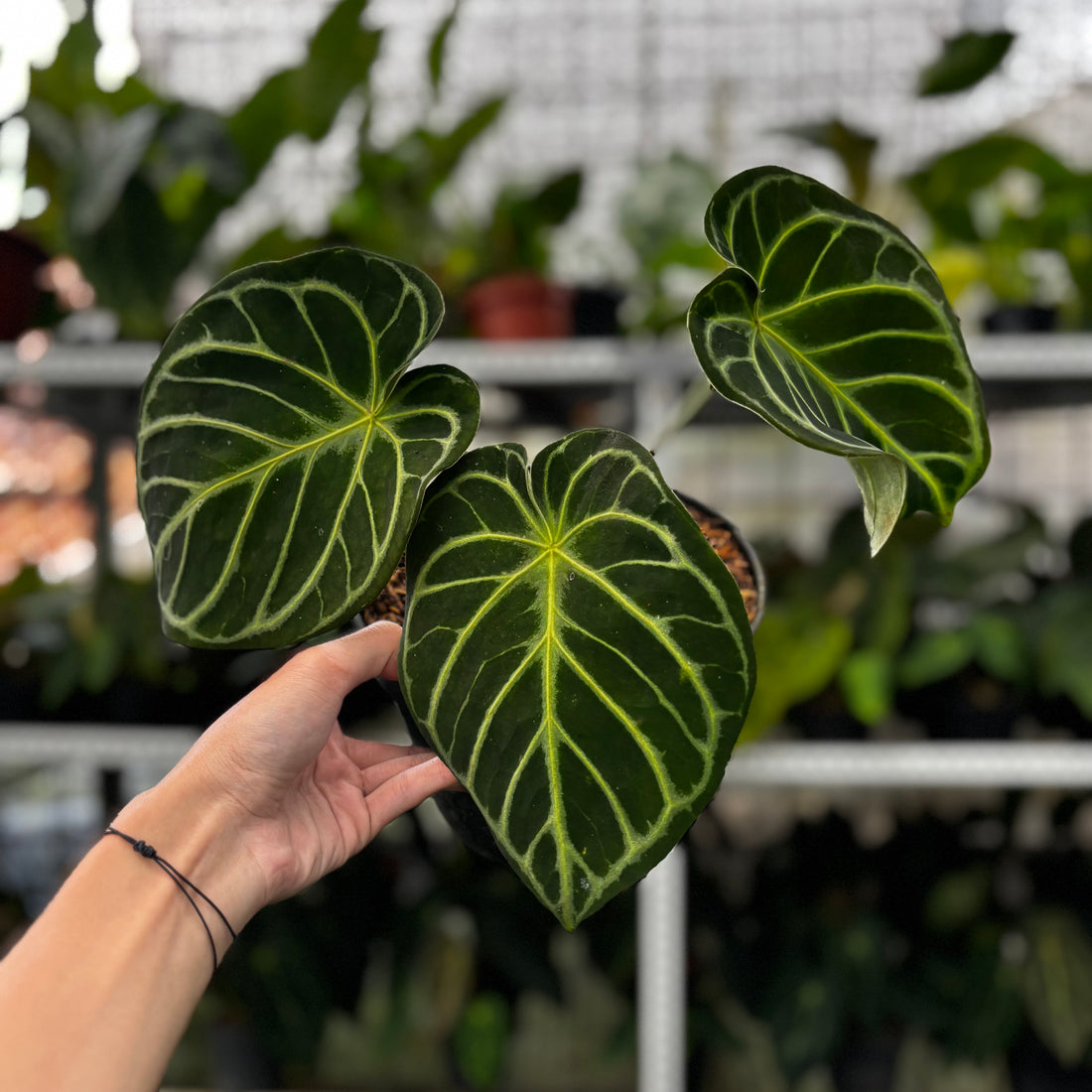 RP13-8 Anthurium Dorayaki Hybrid