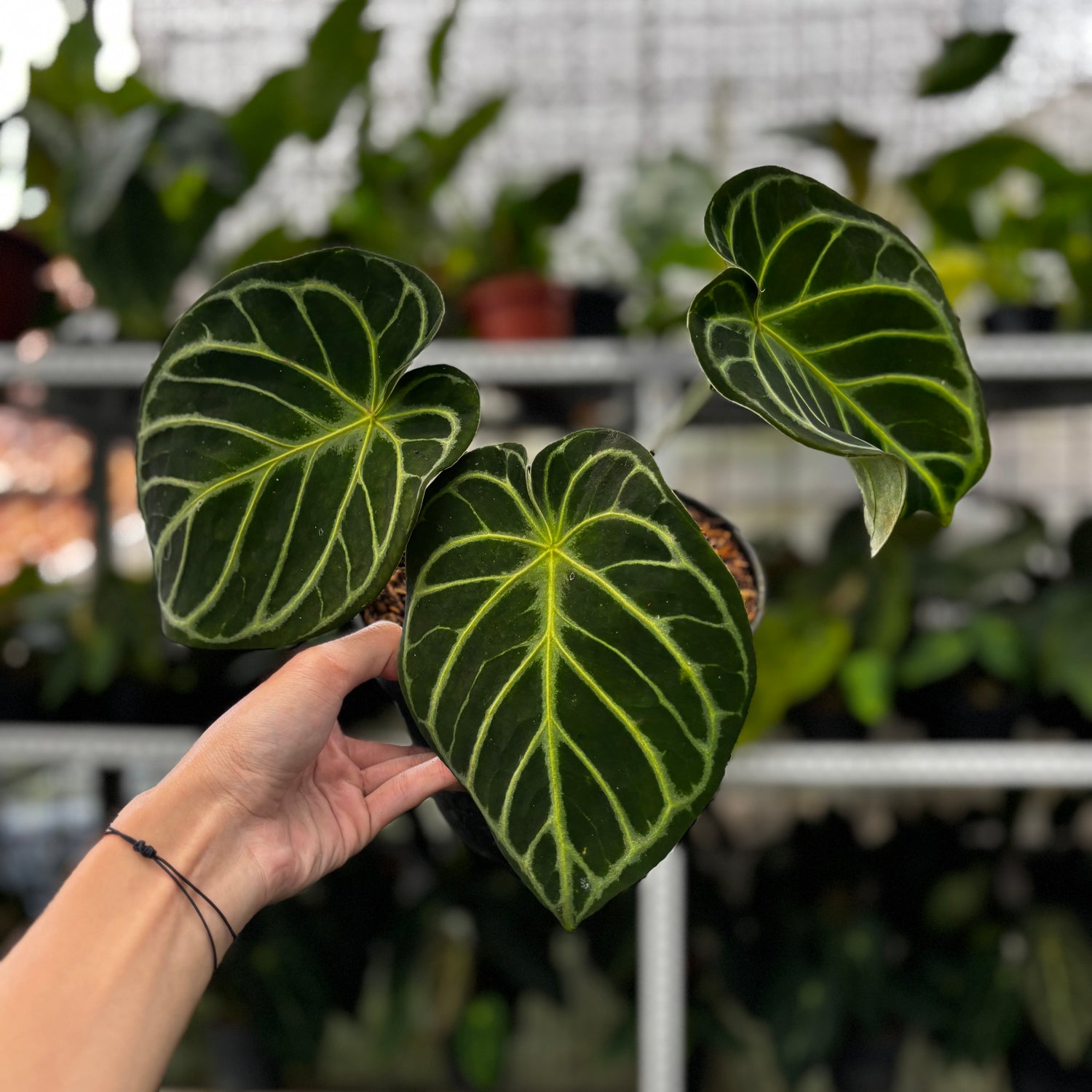 RP13-8 Anthurium Dorayaki Hybrid