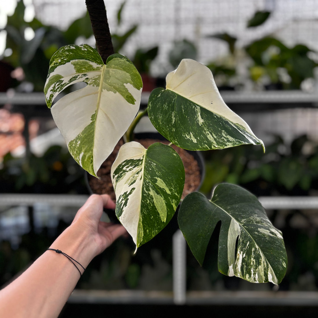 RP14-8 Monstera Albo Variegated