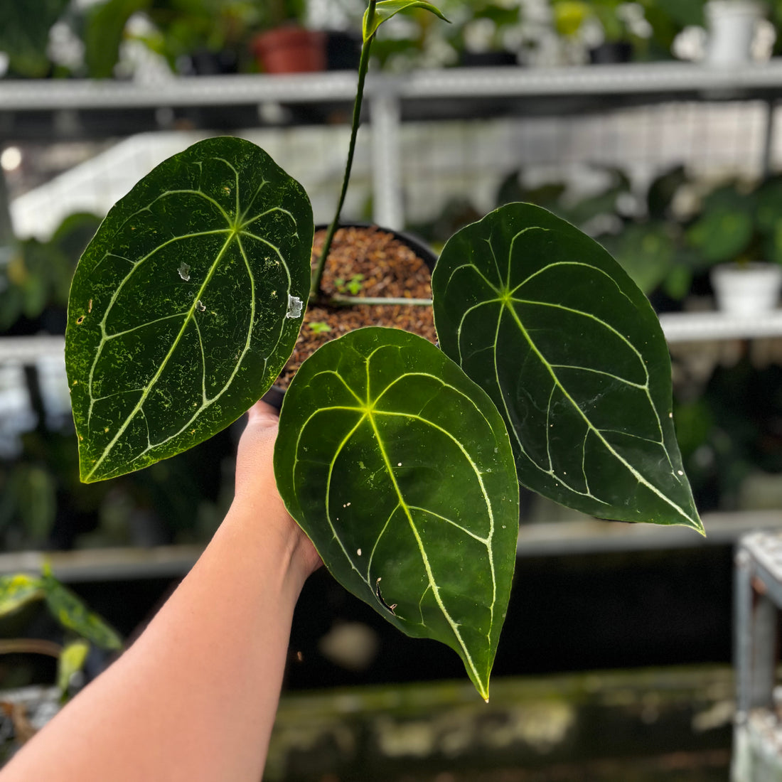 RP15-8 Anthurium Forgetii Hybrid