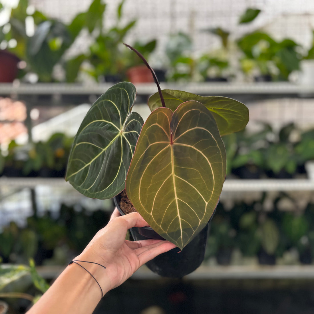 RP17-8 Anthurium Forgetii x AOS